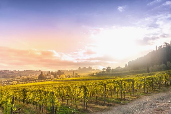 Chianti vineyard landscape